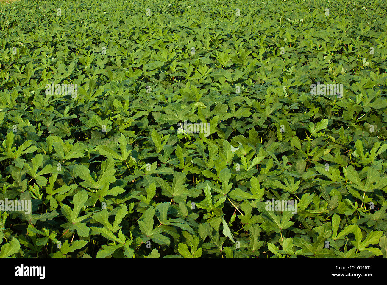 Lady del campo del dito,Khulna,Bangladesh. Foto Stock