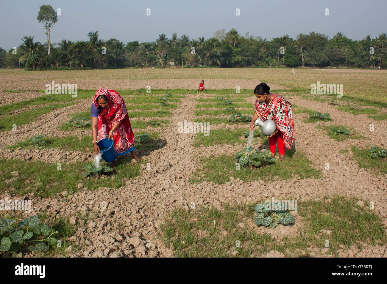 Agricoltura field.Khulna,Bangladesh. Foto Stock