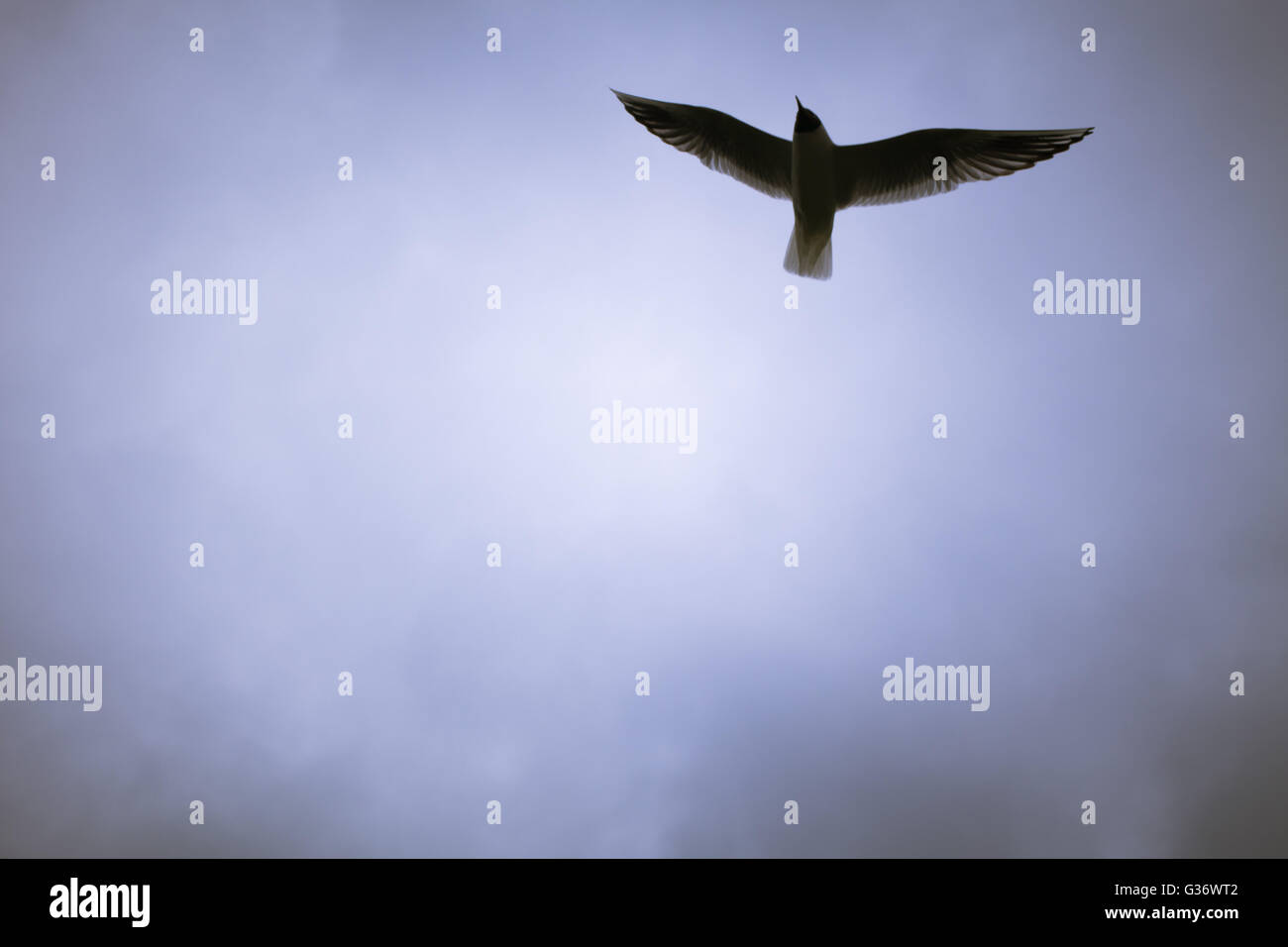 Seagull volare nel cielo Foto Stock