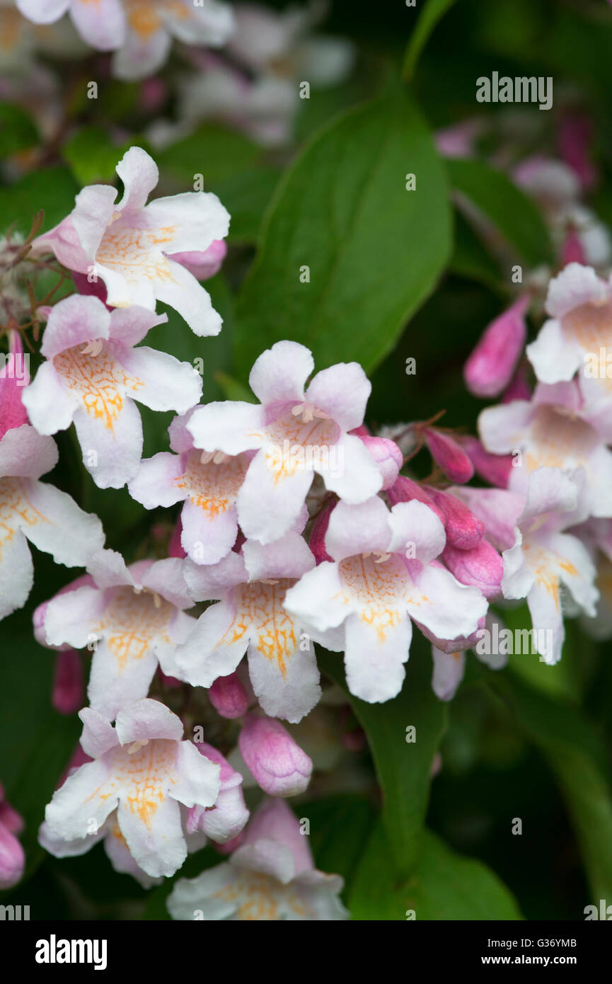 Kolkwitzia Amabilis nuvola rosa . La bellezza dei fiori di bush Foto Stock