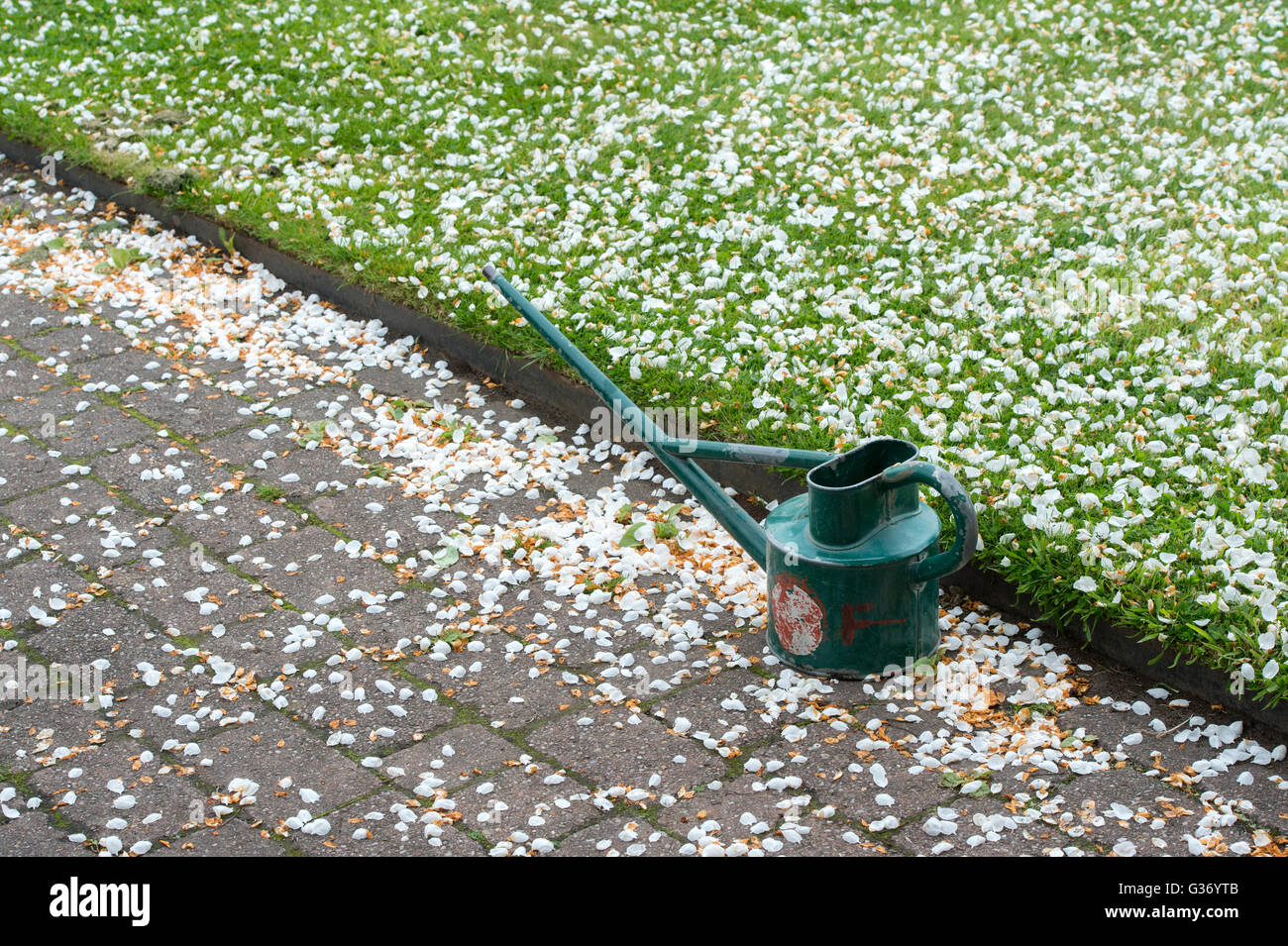 Annaffiatoio e caduti melo sbocciano i fiori in un giardino inglese Foto Stock