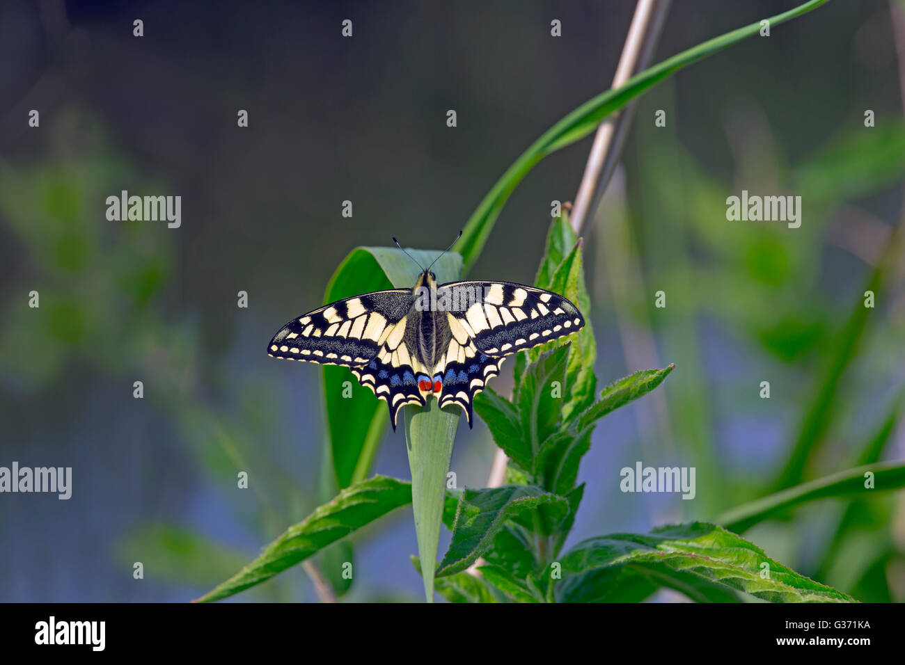 Coda forcuta Butterfly Papilio machaon sul gambo reed Strumpshaw Fen Norfolk Broads Foto Stock