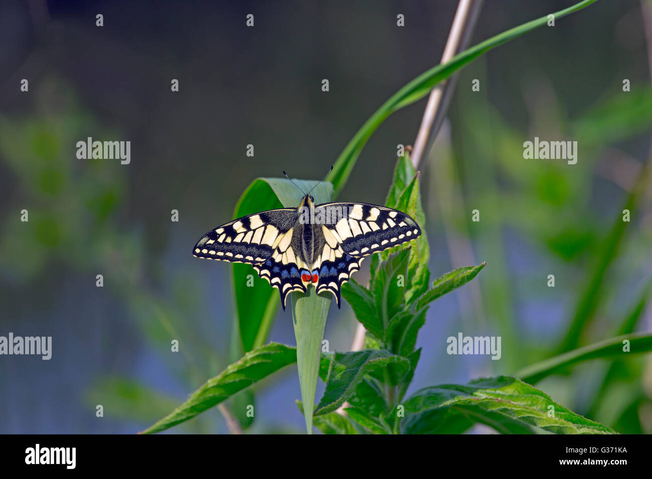 Machaon Papilio Butterfly a coda di rondine nel Norfolk Broads National Park in Inghilterra Foto Stock