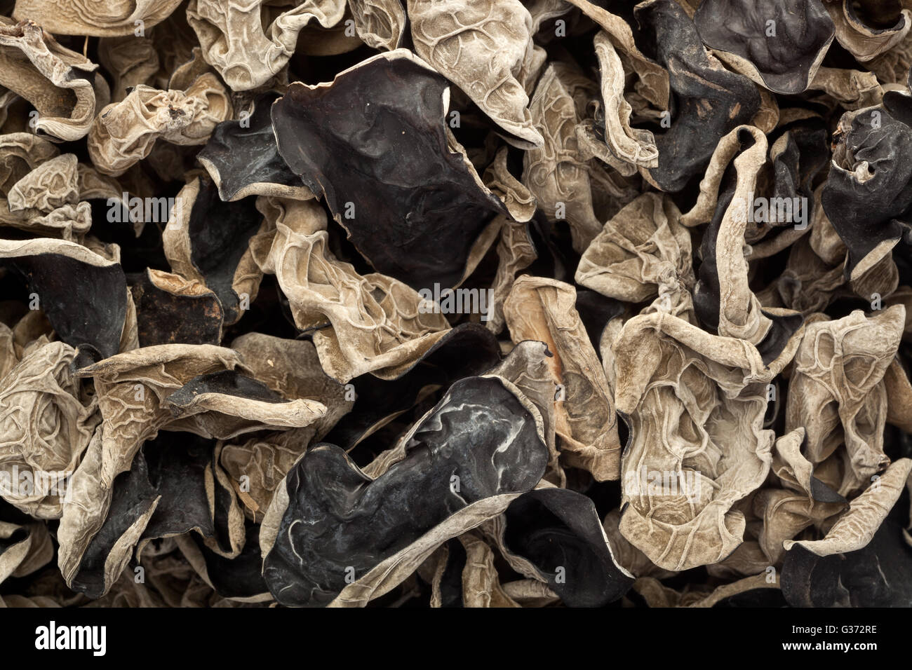 Primo piano dei lotti essiccato del fungo nero Foto Stock
