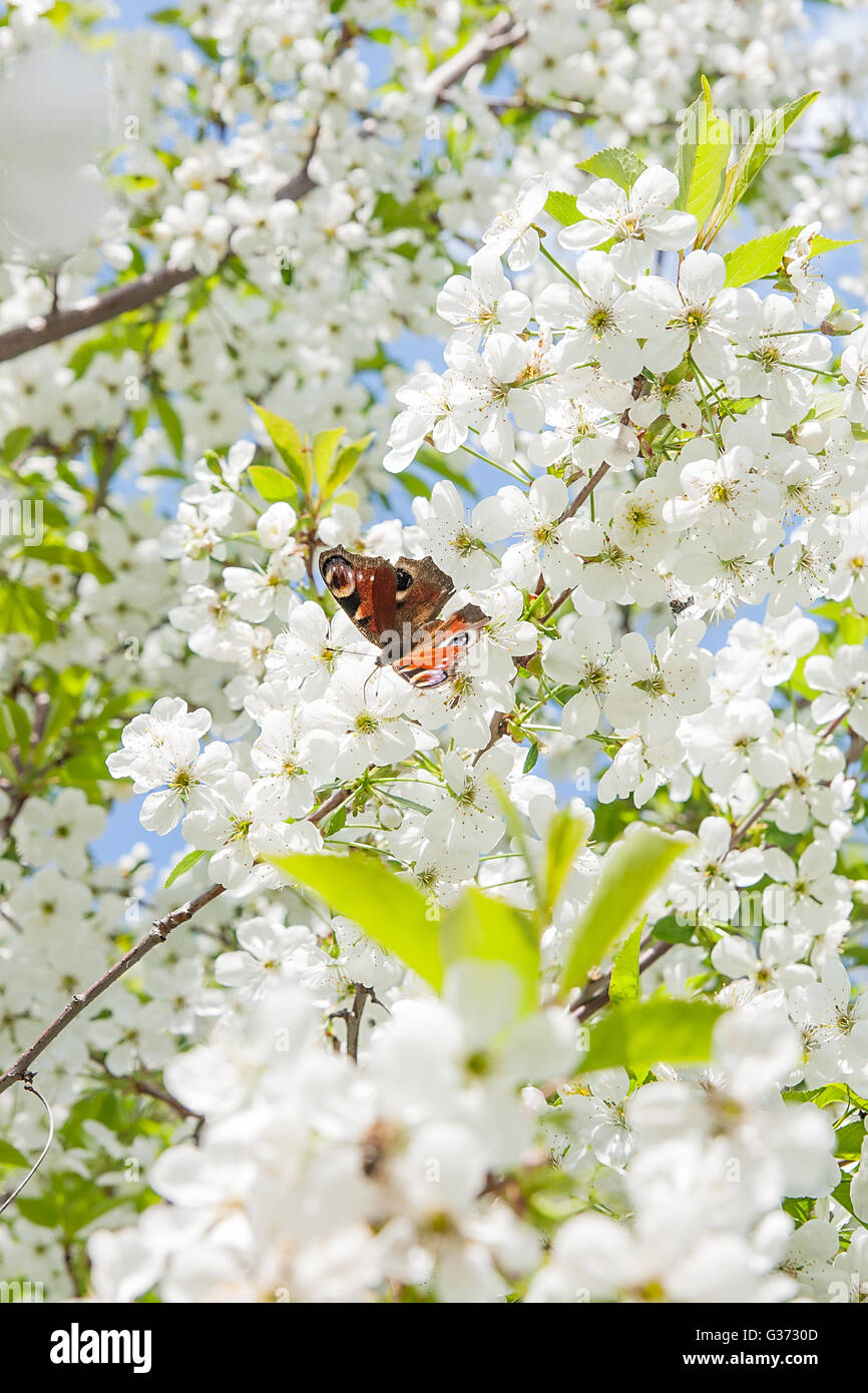 Splendida fioritura dei ciliegi. Farfalla pavone sul fiore di ciliegio nella giornata di primavera. Fioritura dei fiori di ciliegio in primavera Foto Stock