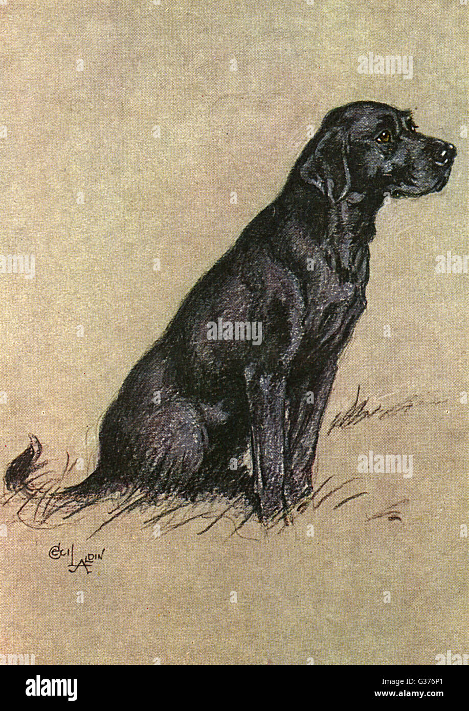 Un Nero Labrador cane, seduto. Data: 1928 Foto Stock