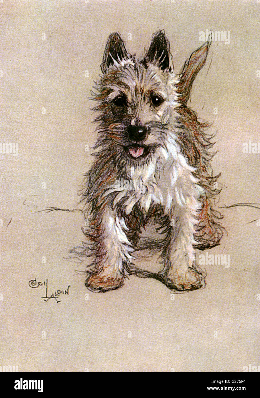 Norwich Terrier Foto Stock
