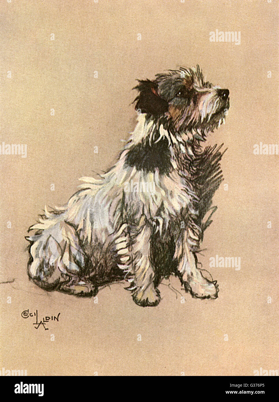 Piccolo terrier -- Riley del cane piccolo Foto Stock