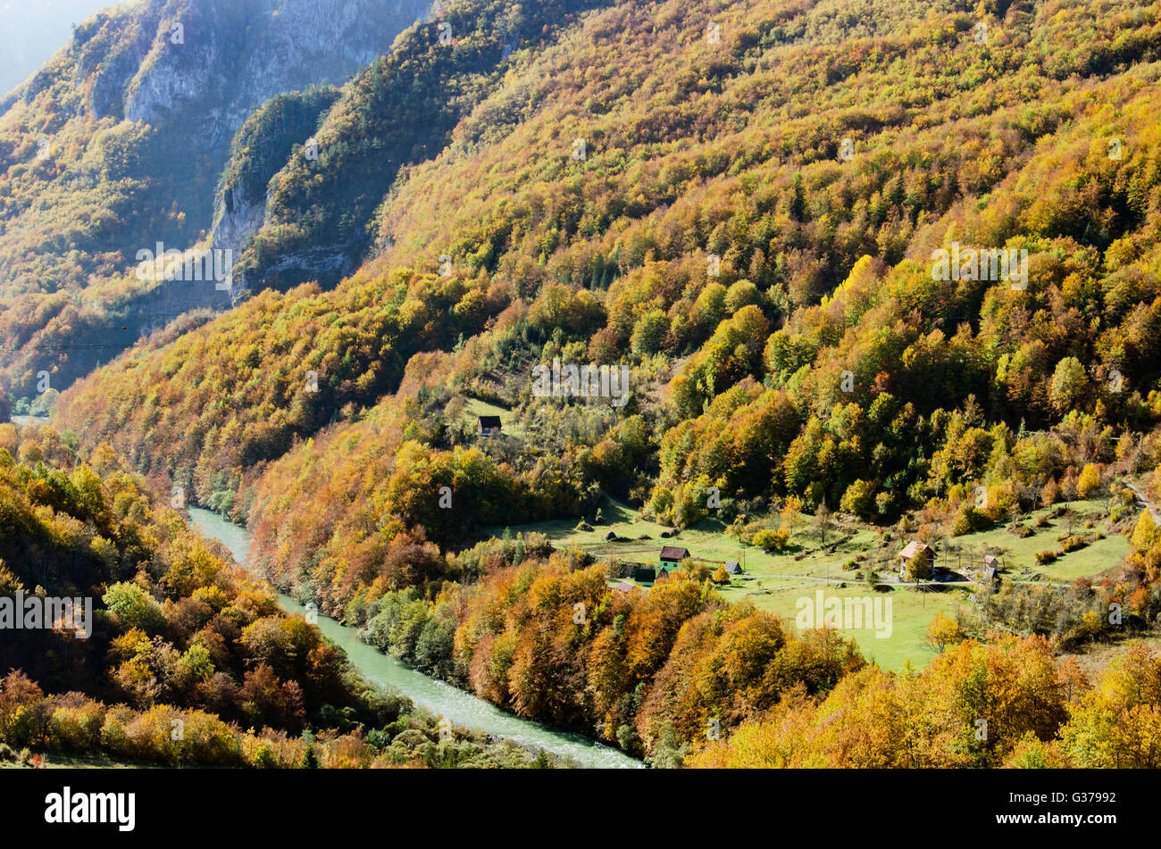 Vista sul fiume di montagna Tara e la foresta in Montenegro Foto Stock