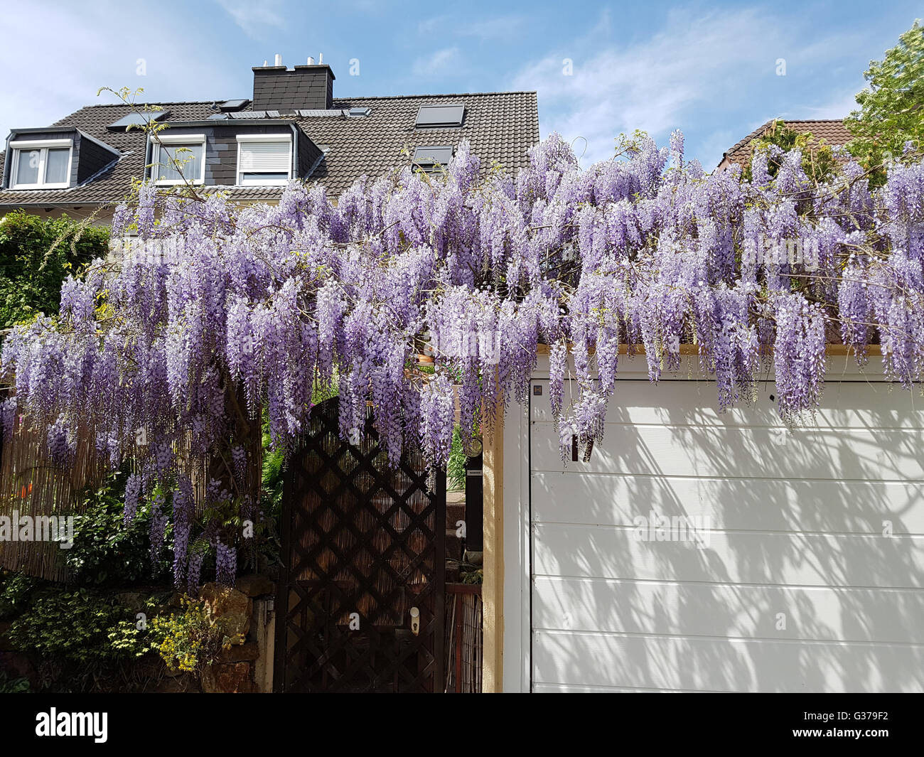 Blauregen; Glicine sinensis; Chinesischer; Glyzine Foto Stock