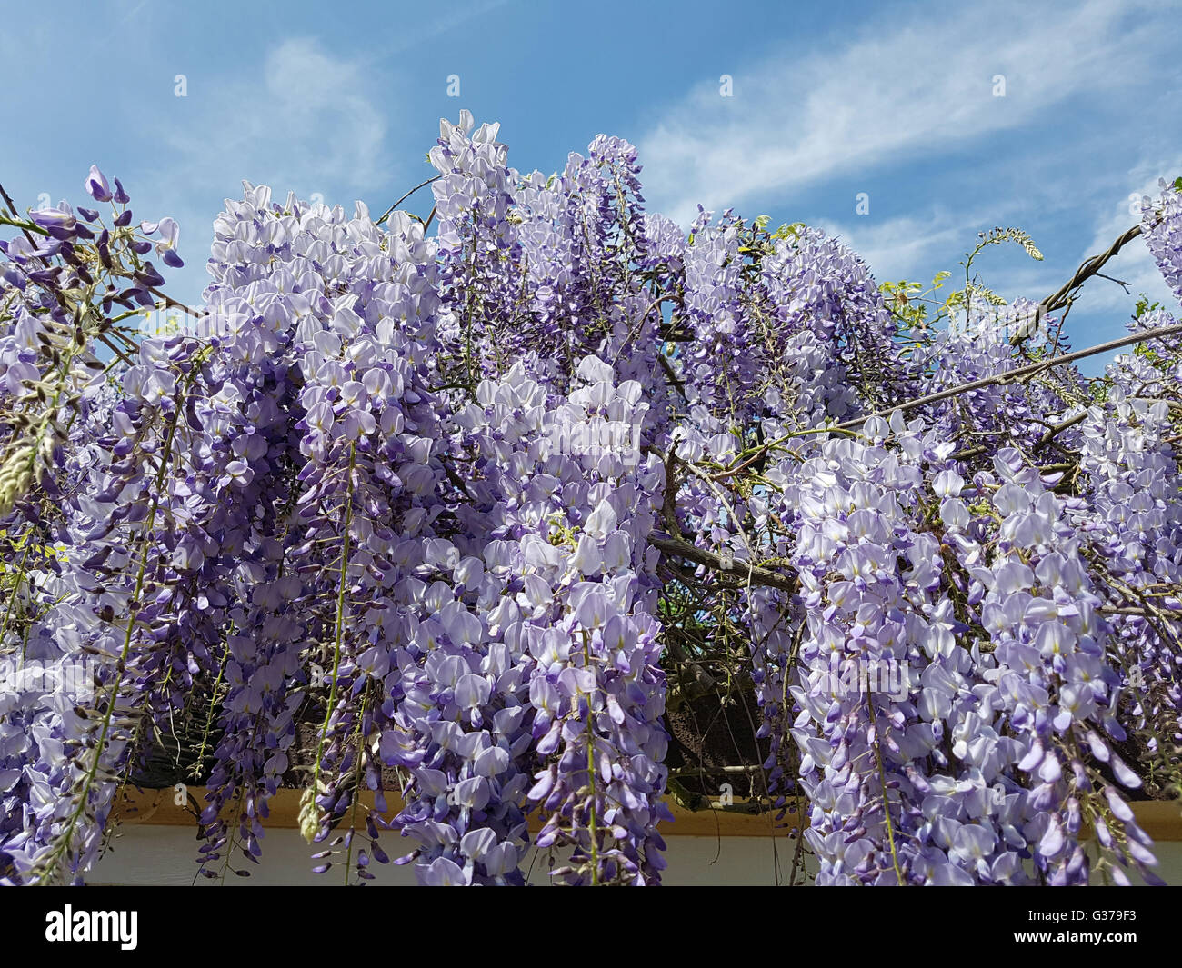 Blauregen; Glicine sinensis; Chinesischer; Glyzine Foto Stock