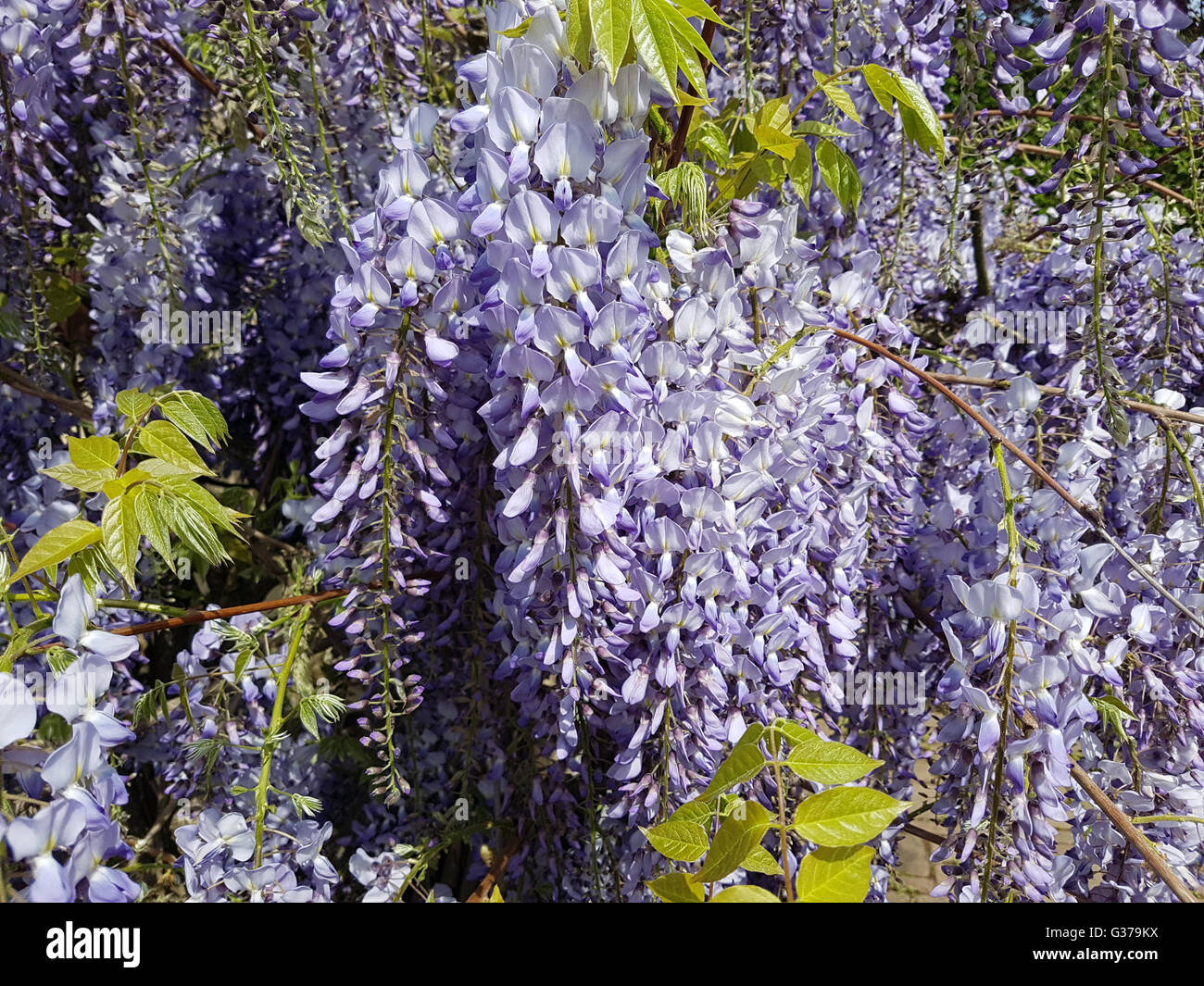 Blauregen; Glicine sinensis; Chinesischer; Glyzine Foto Stock