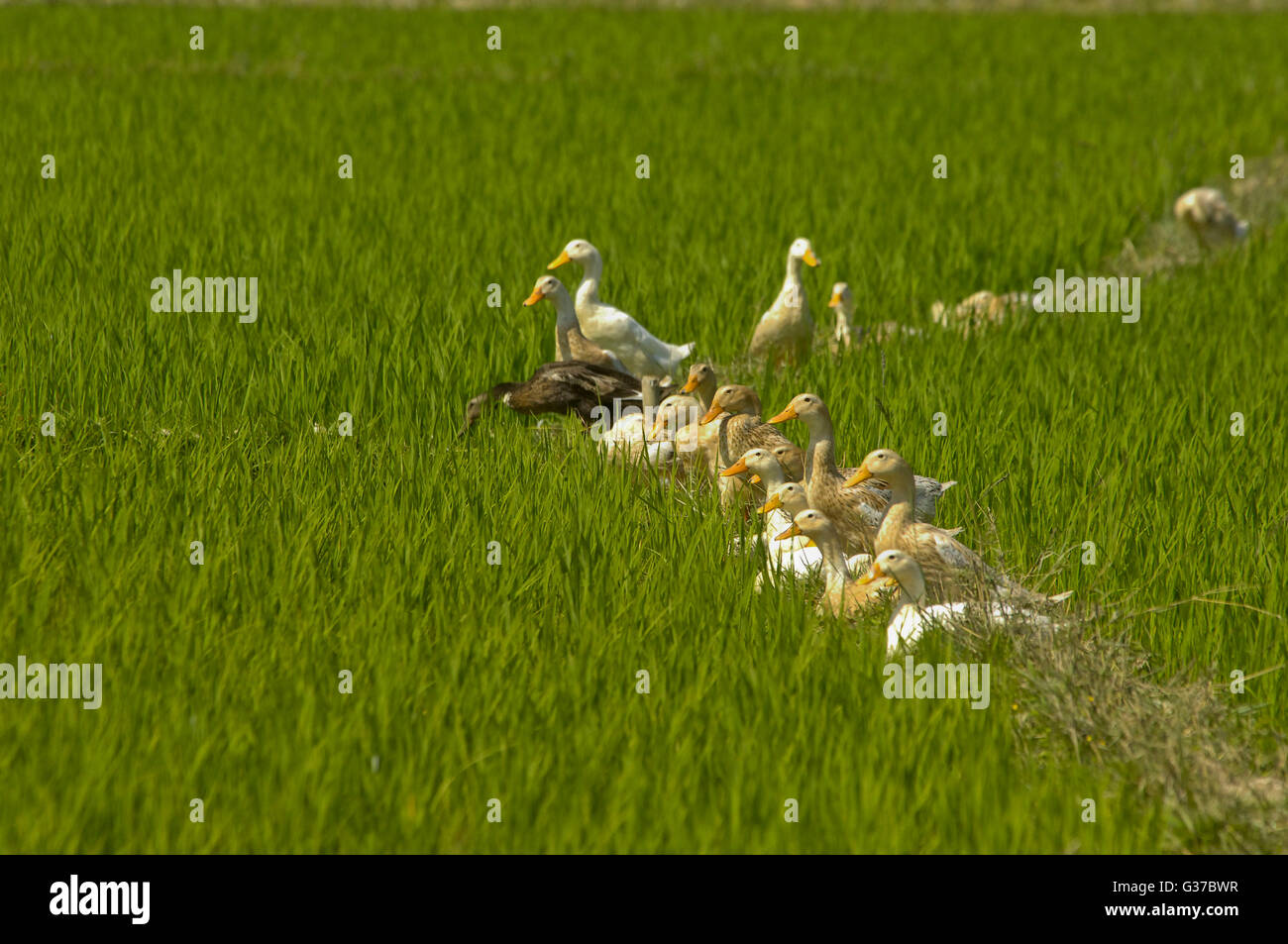 Asia, Myanmar, stato Shan Birmania, Kengtung, essiccazione di granella, oche in paddy Foto Stock