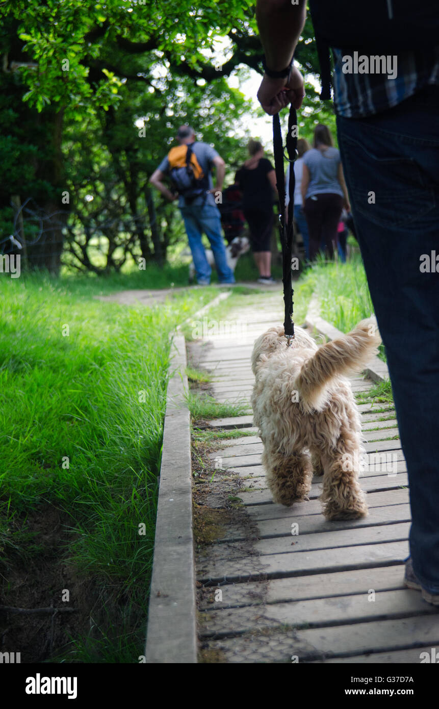Cane all'aperto in campagna, cucciolo Cockapoo camminare con il gruppo Foto Stock