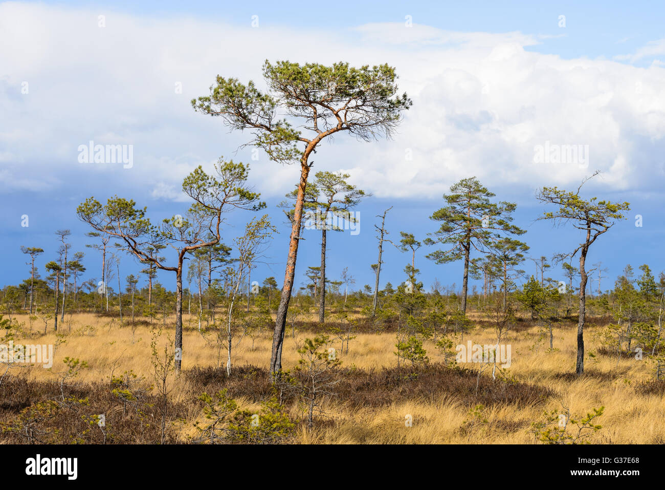 Bog paesaggio in Soomaa National Park ,l'Estonia Foto Stock