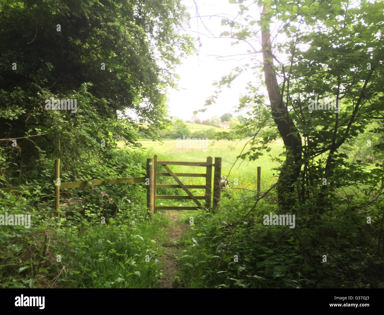 COUNTRY GATEWAY vicino a Newbury, Berkshire. Foto Tony Gale Foto Stock