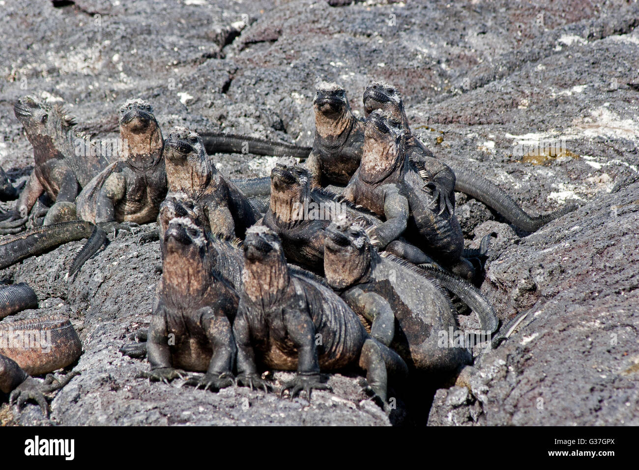 Gruppo di iguane marine riscaldamento nel sole sul roccioso rocce Galapagos dopo il nuoto. Foto Stock