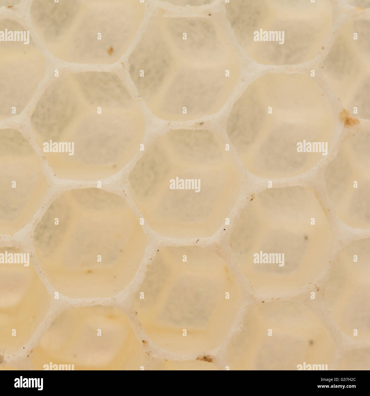 Close up di nuova costruzione favo costruito dalle api da miele pronto per essere utilizzato per memorizzare le api, uova, larve di polline e di miele Foto Stock