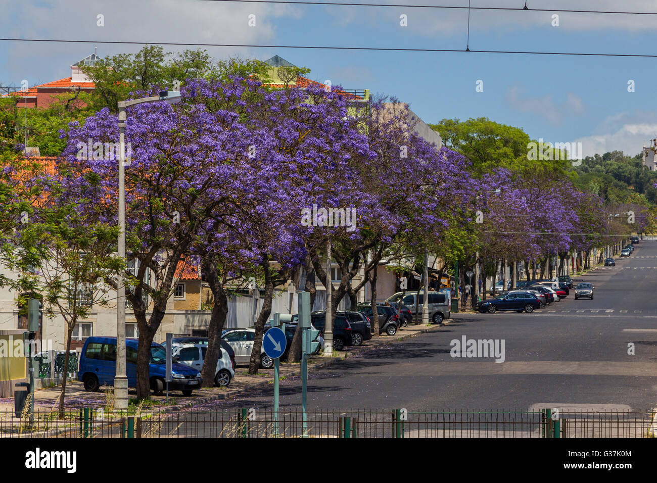 Alberi di jacaranda in fioritura con fiori viola in città eropean Foto Stock