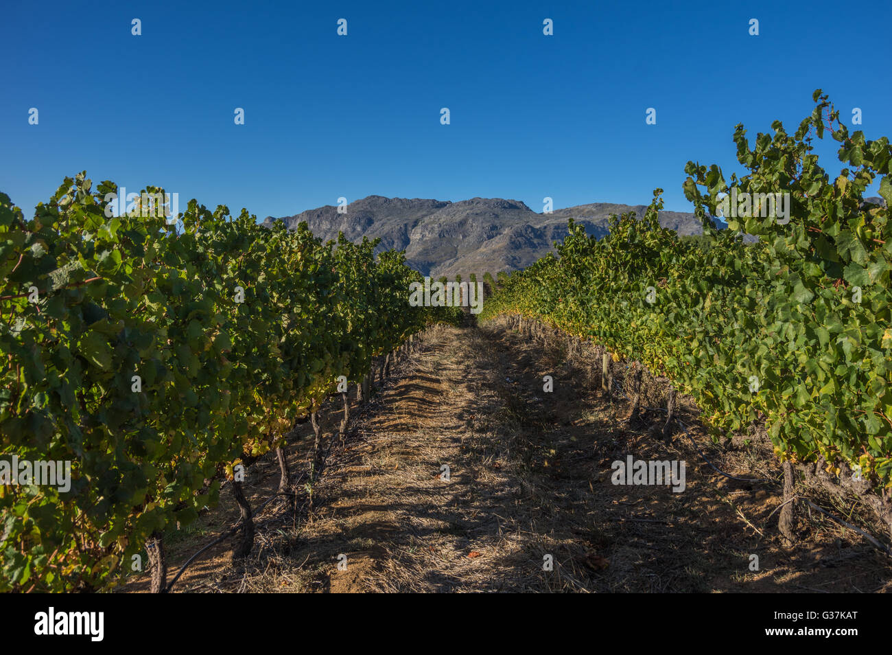 Il Cape Winelands regione è il premier area vinicola del Sud Africa Foto Stock