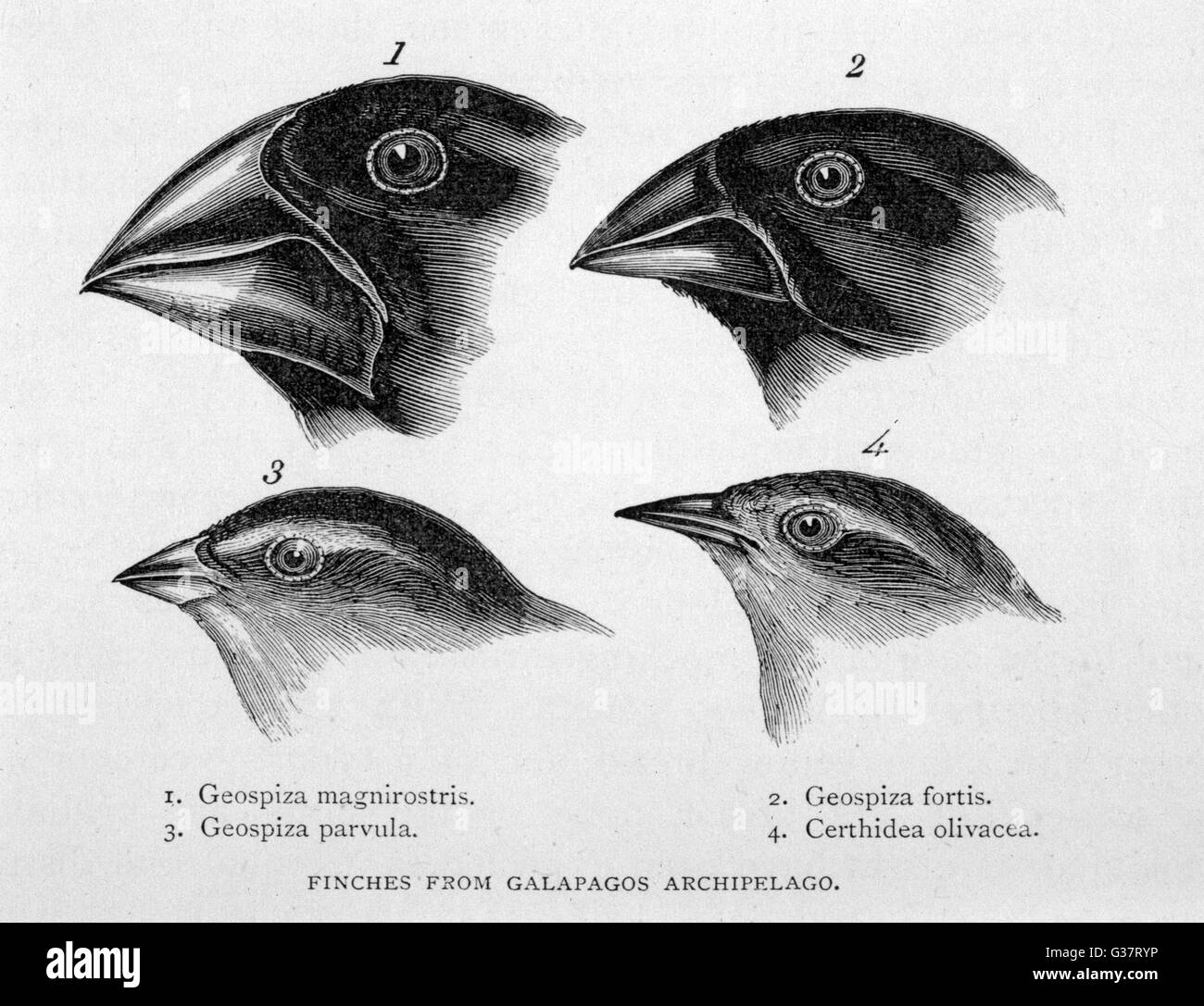 Fringuelli delle Galapagos osservati da Darwin data: 1835 Foto Stock