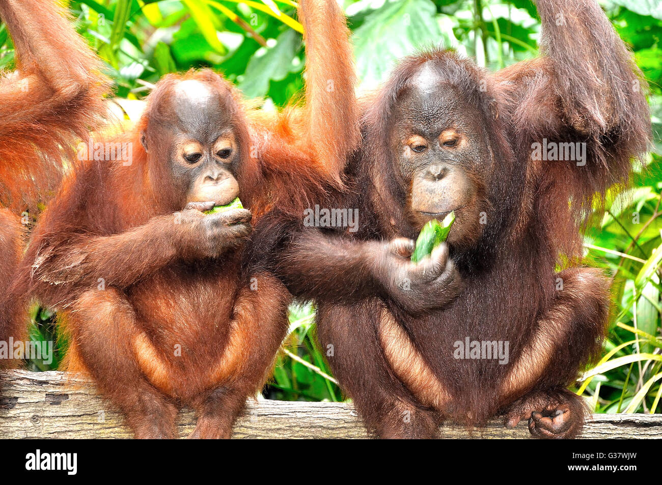 Due orangutan alimentare Foto Stock