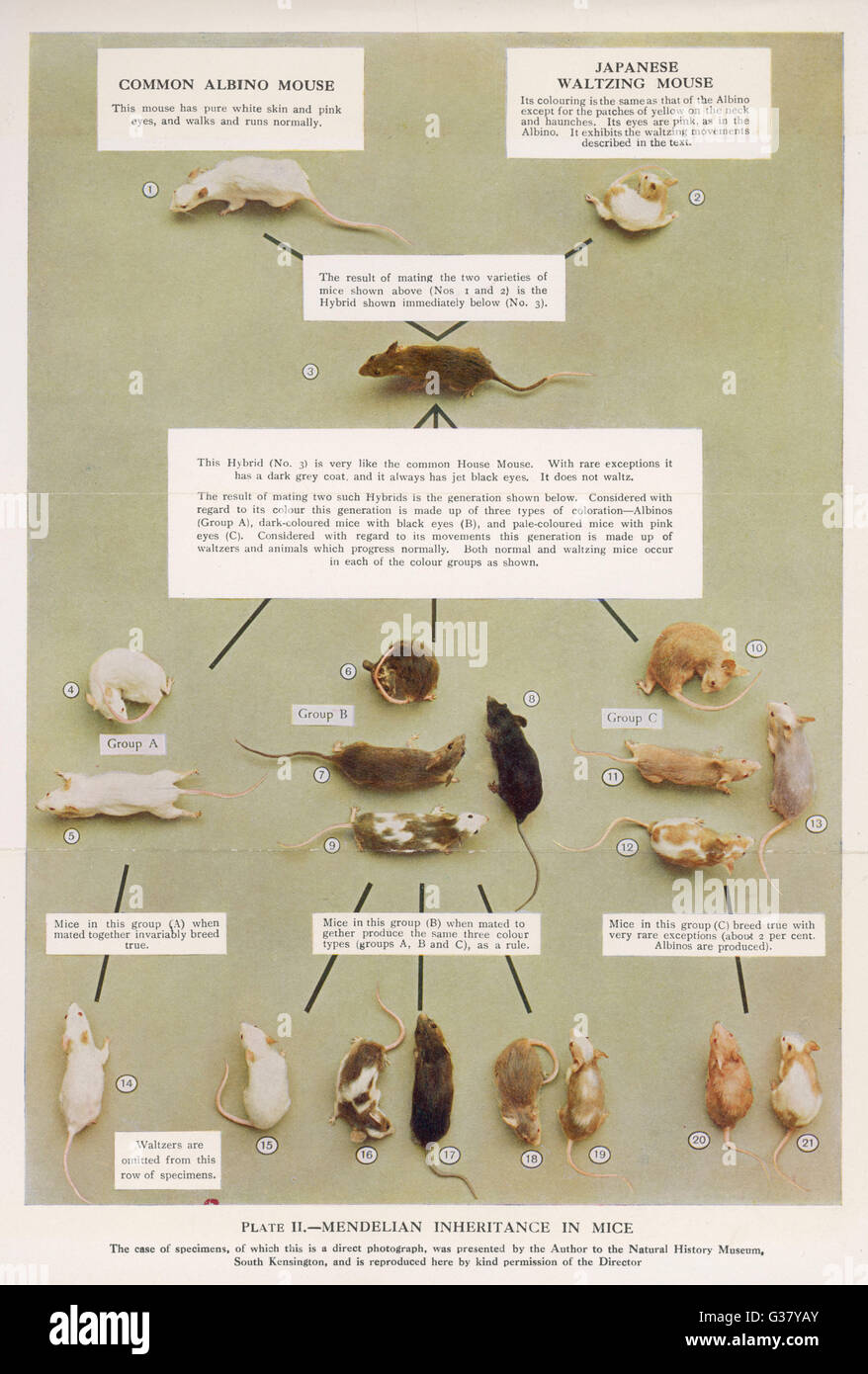 La teoria dell'ereditarietà di Mendel, dimostrata con i topi. Foto Stock