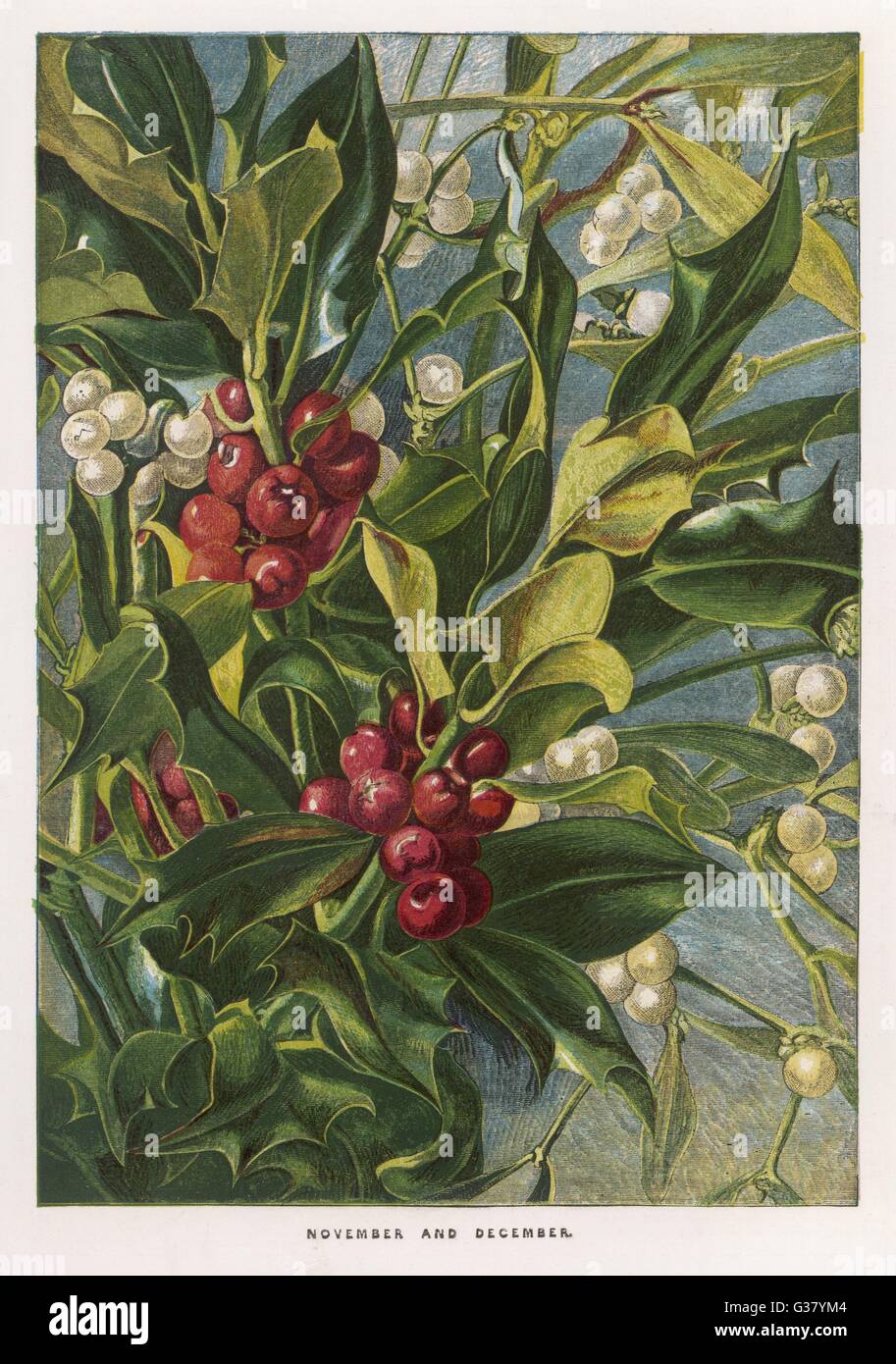 Holly - Mistletoe Foto Stock