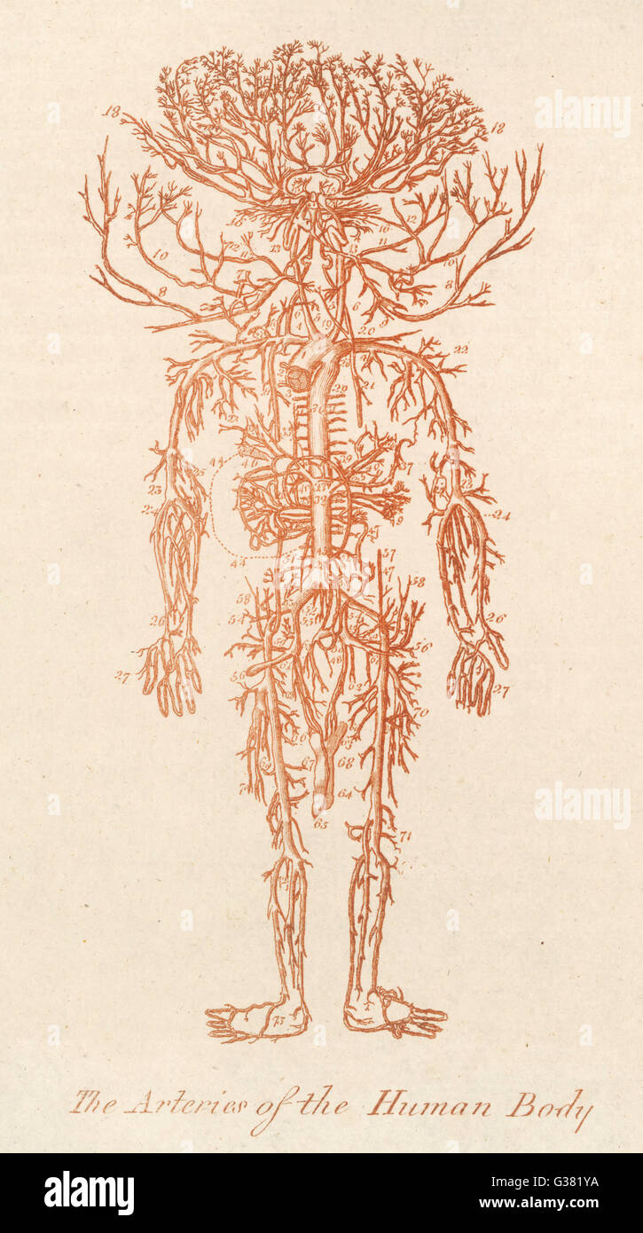 Le arterie del corpo umano data: 1794 Foto Stock