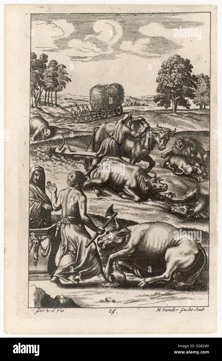 Allevamento di Bestiame : la mandria colpita dalla peste bovina - la macellazione degli animali infetti Data: 29 BC Foto Stock