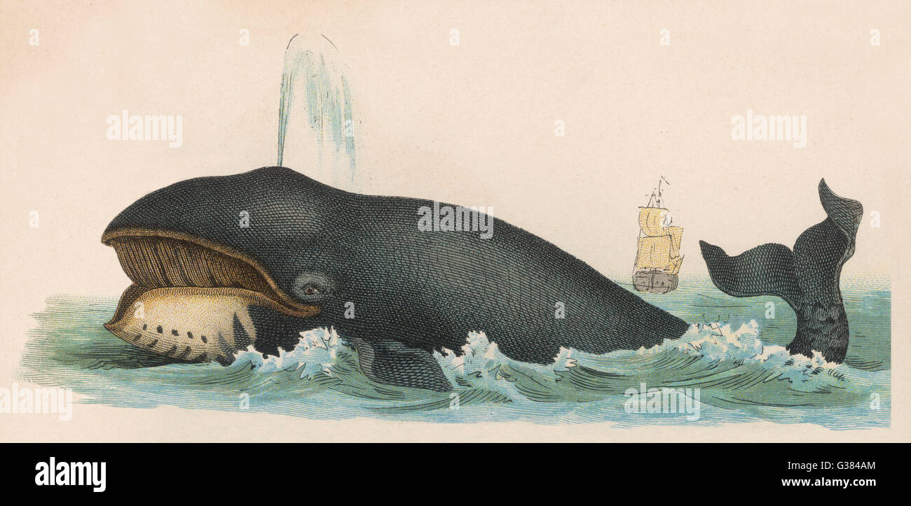 Balena - circa 1870 Foto Stock
