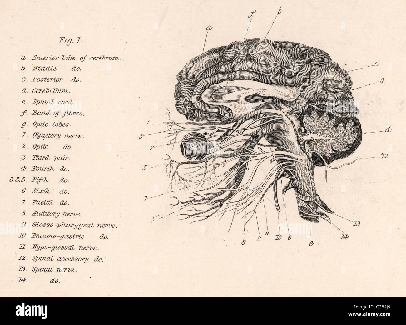 Vista laterale del cervello - 19th ° secolo Foto Stock