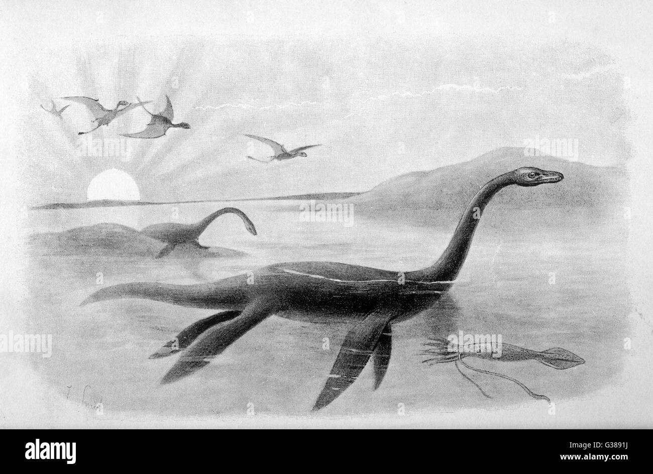 Plesiosaurus immagini e fotografie stock ad alta risoluzione - Alamy