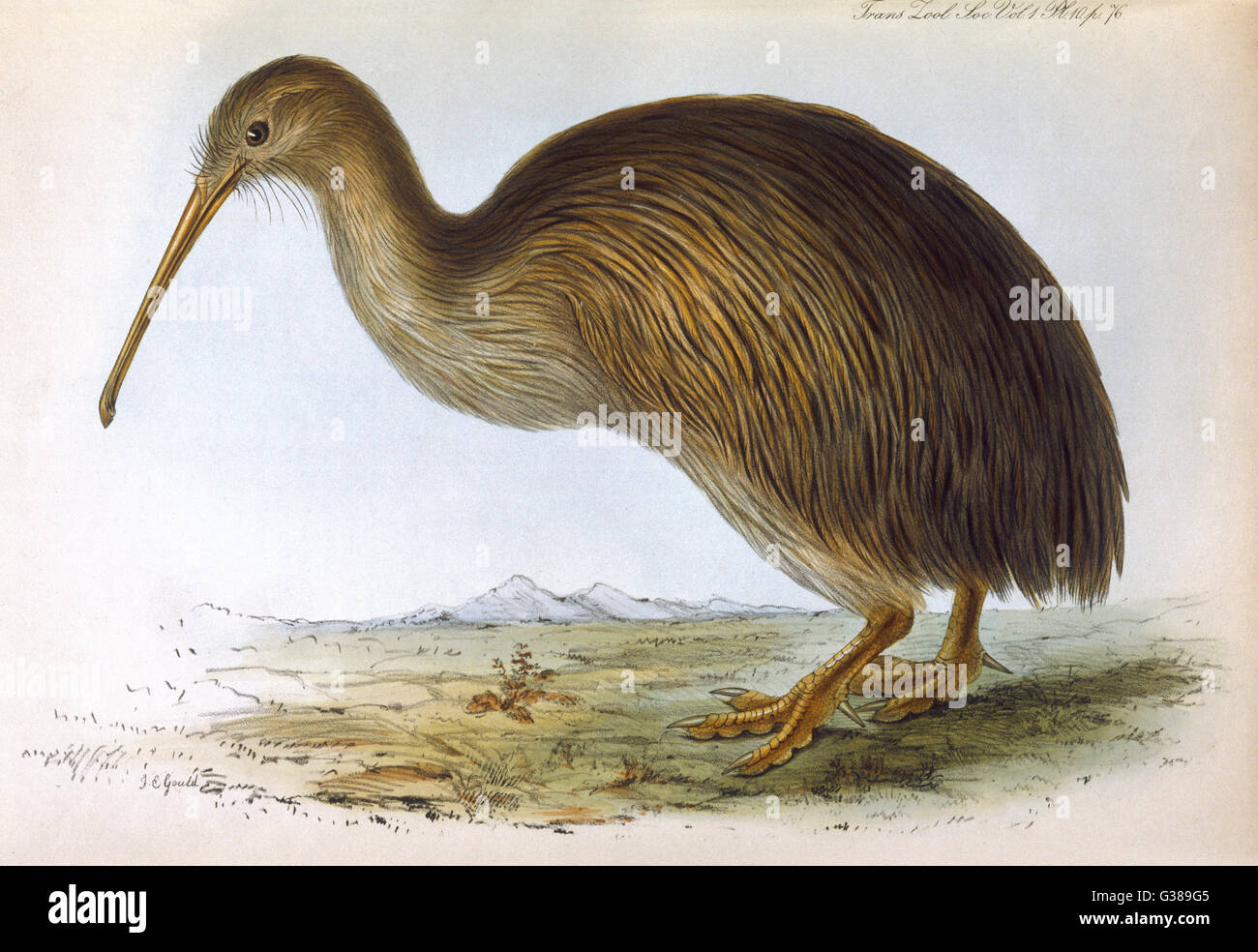 UCCELLI/KIWI (GOULD) Foto Stock