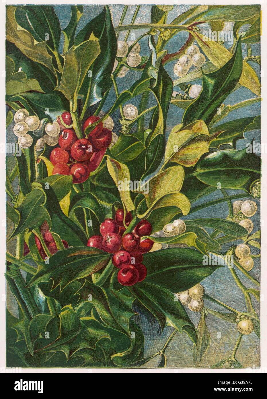 AGRIFOGLIO E MISTLETOE Foto Stock