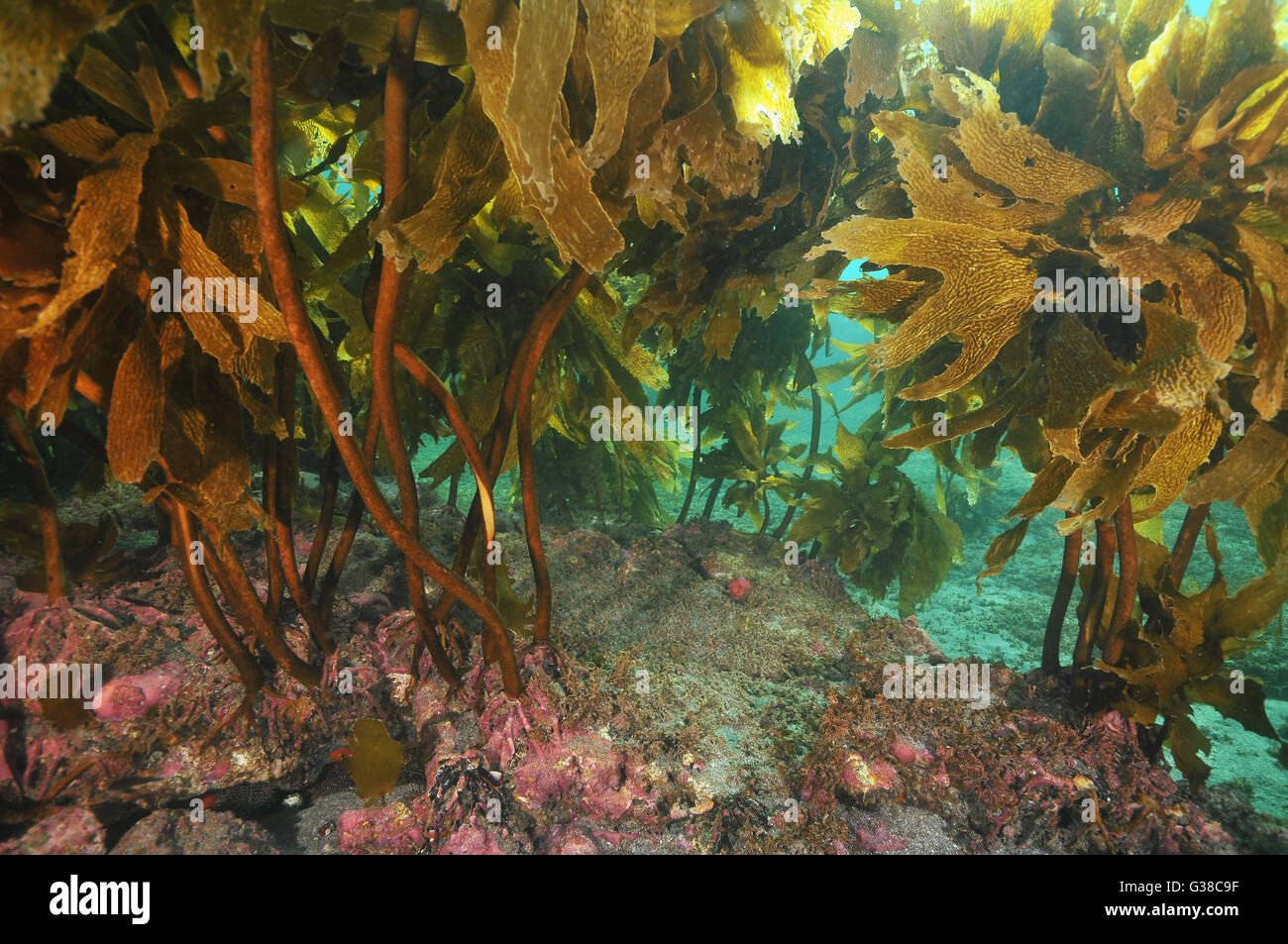 La fitta giungla di marrone sgambate kelp Foto Stock