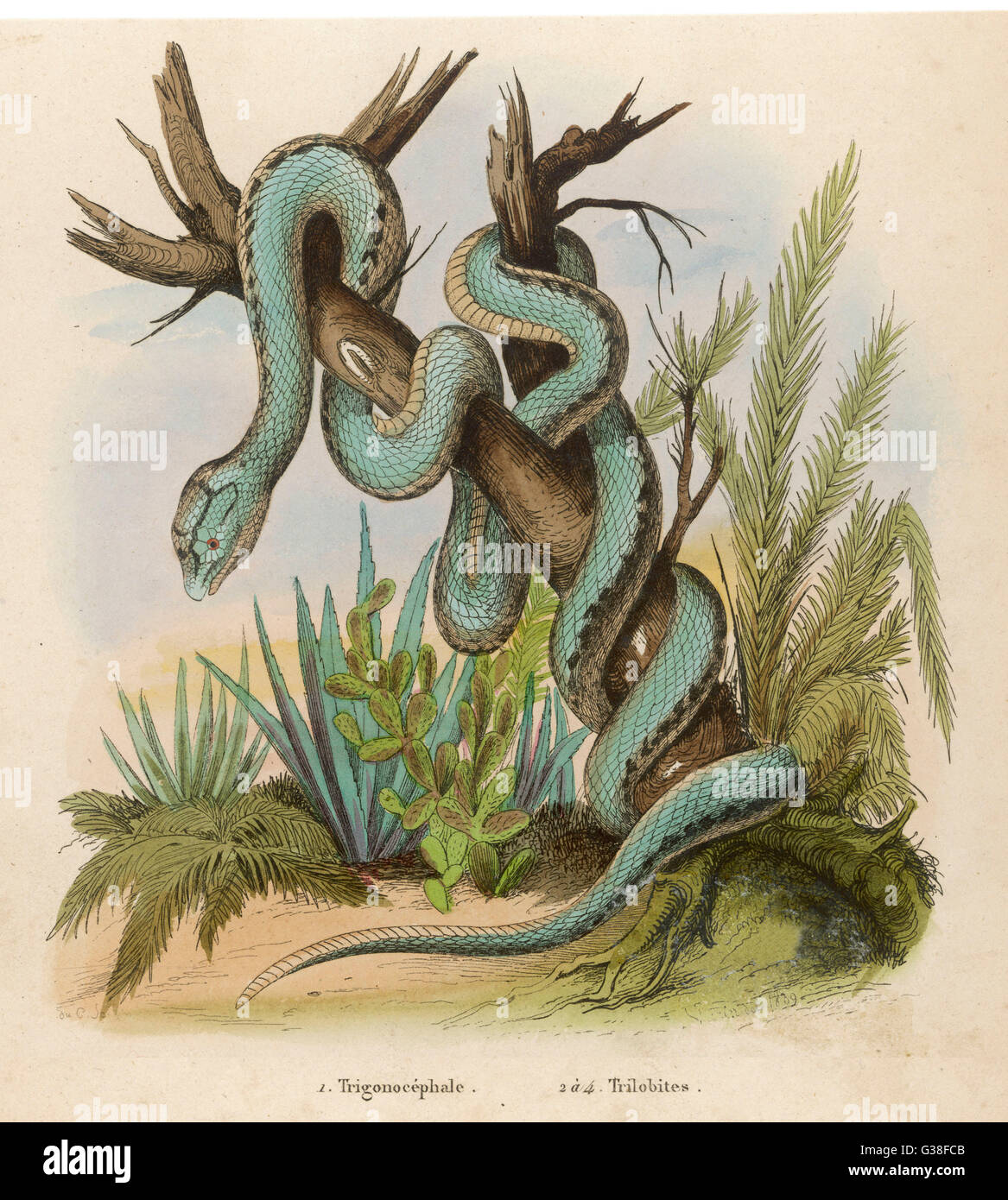 Serpente - Trimeresurus trigonocephalus Foto Stock