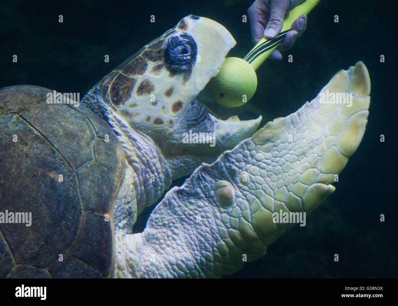 Stralsund, Germania. 09 Giugno, 2016. Un subacqueo gioca con tartarughe marine in tedesco Museo oceanografico a Stralsund, Germania, 09 giugno 2016. Il 'Aida Freunde der Meere' Foundation ha assunto la sponsorizzazione di un 33-anno-vecchio tartaruga verde e battezzata lei con il nome Frieda. La sponsorizzazione è attaccato ad un contributo annuale di 1000 euro, che andrà verso la tartaruga di mare e la sua conservazione. Foto: Stefan Sauer/dpa/Alamy Live News Foto Stock
