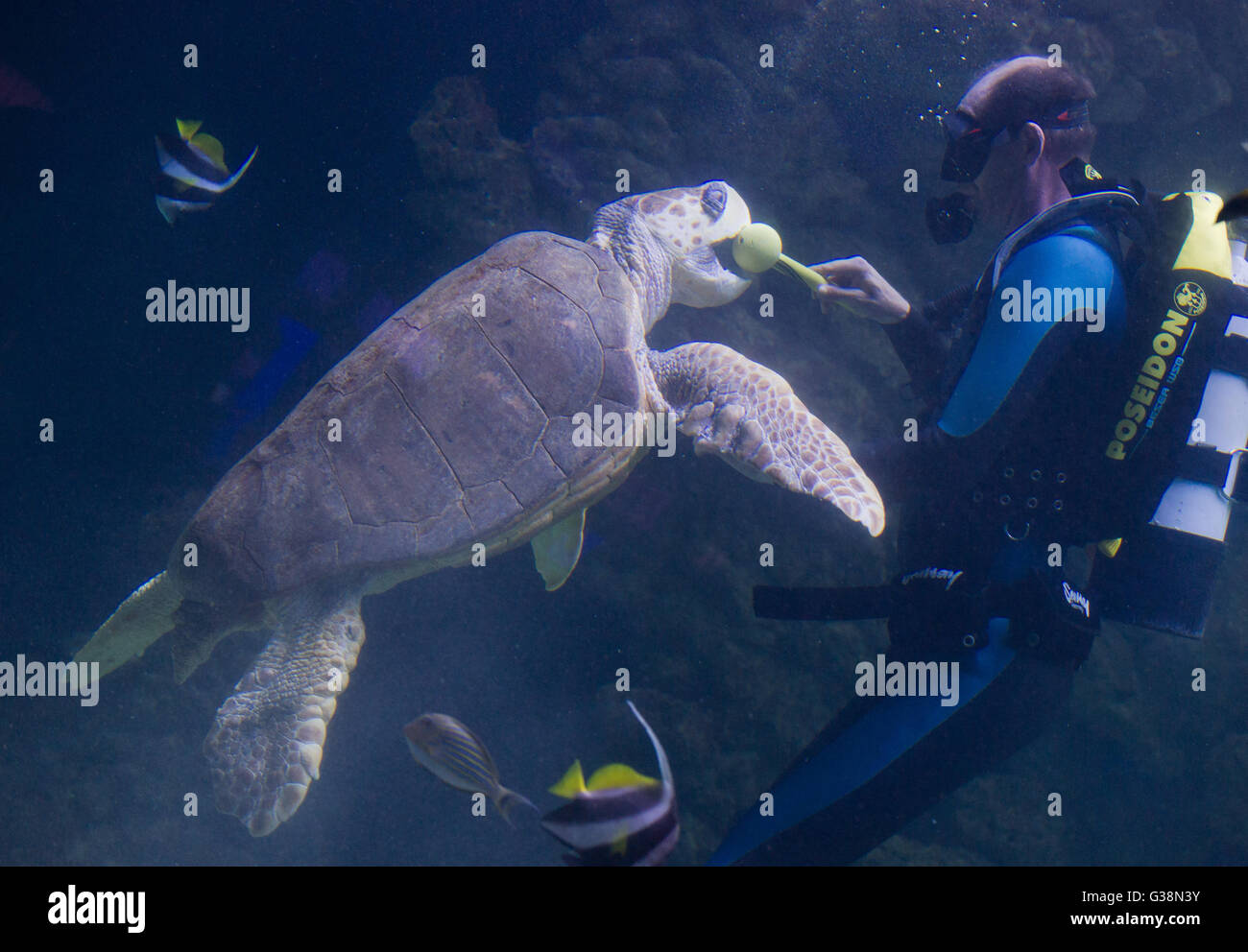 Stralsund, Germania. 09 Giugno, 2016. Un subacqueo gioca con tartarughe marine in tedesco Museo oceanografico a Stralsund, Germania, 09 giugno 2016. Il 'Aida Freunde der Meere' Foundation ha assunto la sponsorizzazione di un 33-anno-vecchio tartaruga verde e battezzata lei con il nome Frieda. La sponsorizzazione è attaccato ad un contributo annuale di 1000 euro, che andrà verso la tartaruga di mare e la sua conservazione. Foto: Stefan Sauer/dpa/Alamy Live News Foto Stock