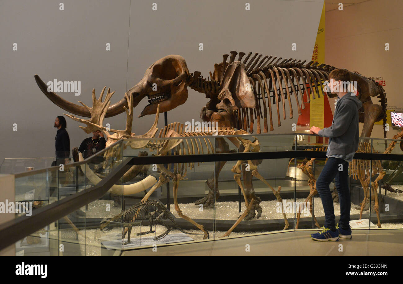 Il Royal Ontario Museum, Queen's Park, Toronto, Ontario, Canada Foto Stock
