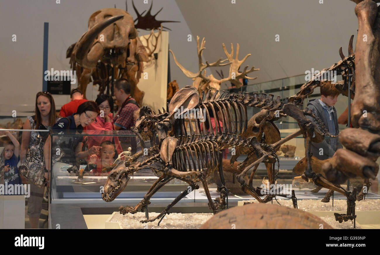 Il Royal Ontario Museum, Queen's Park, Toronto, Ontario, Canada Foto Stock