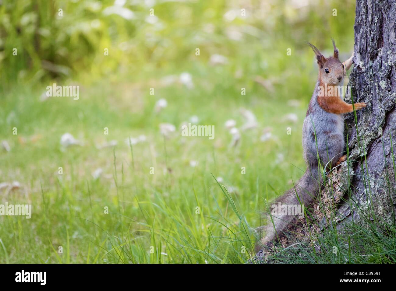 Piccolo scoiattolo sul terreno in estate. Caldi colori verde e sfondo sfocato. Un tipo di sfondo immagine con un sacco di spazio negativo. Foto Stock