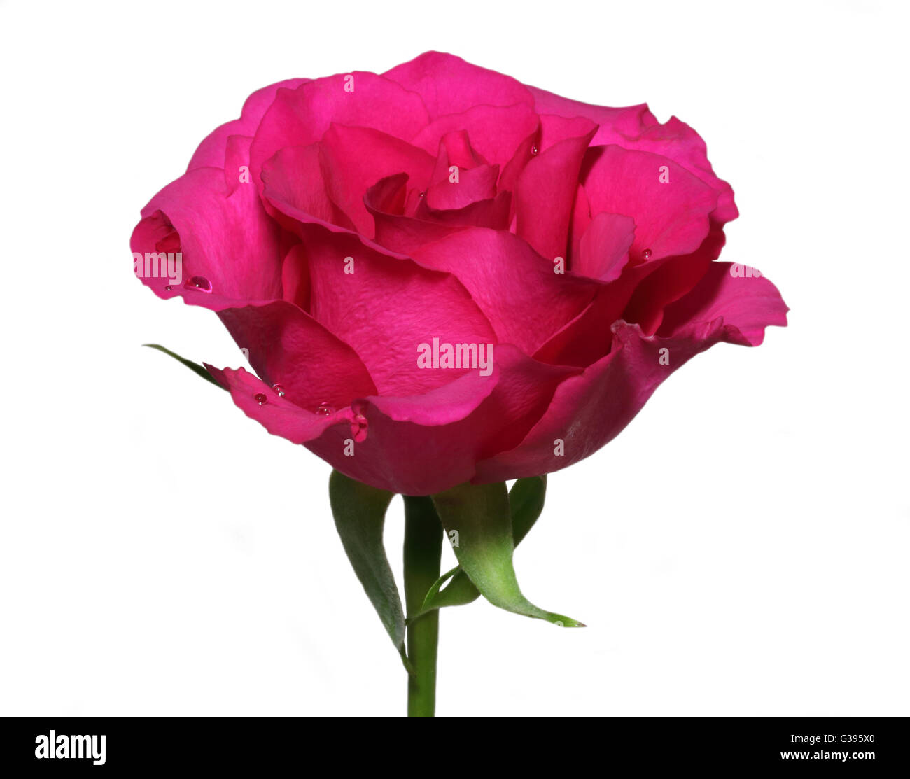 Rosa scuro/Magenta Rose Foto Stock