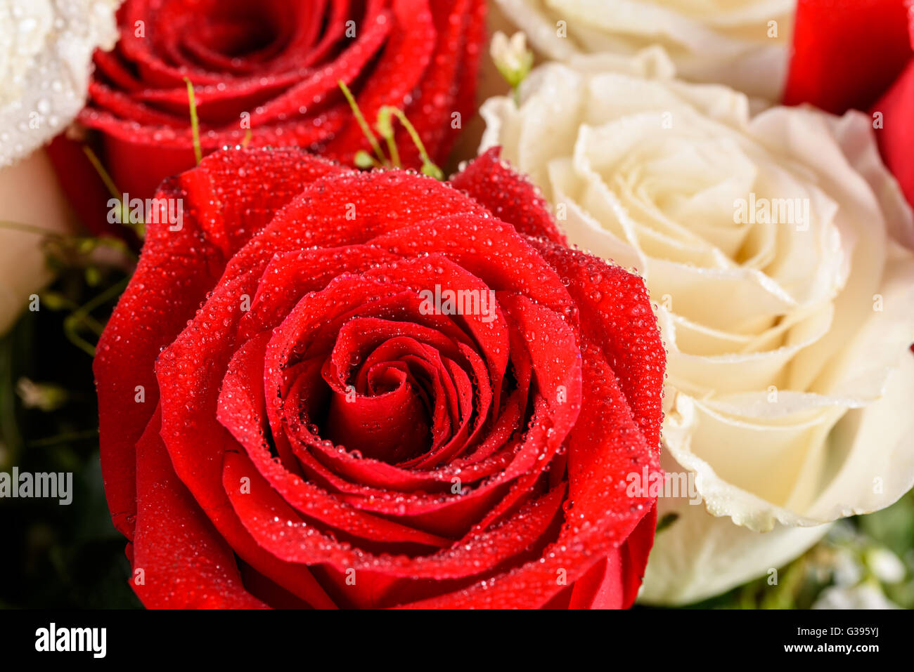 Wet rosso e Rose Bianche bouquet di nozze Foto Stock