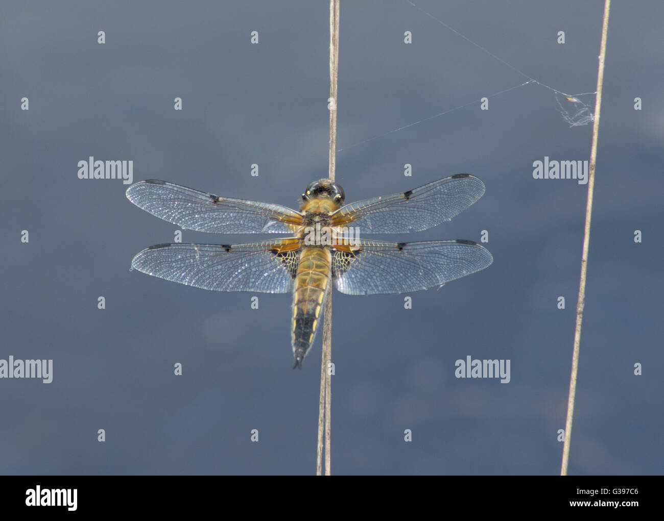 Quattro-spotted chaser dragonfly (Libellula quadrimaculata) nel Surrey, Inghilterra. Foto Stock