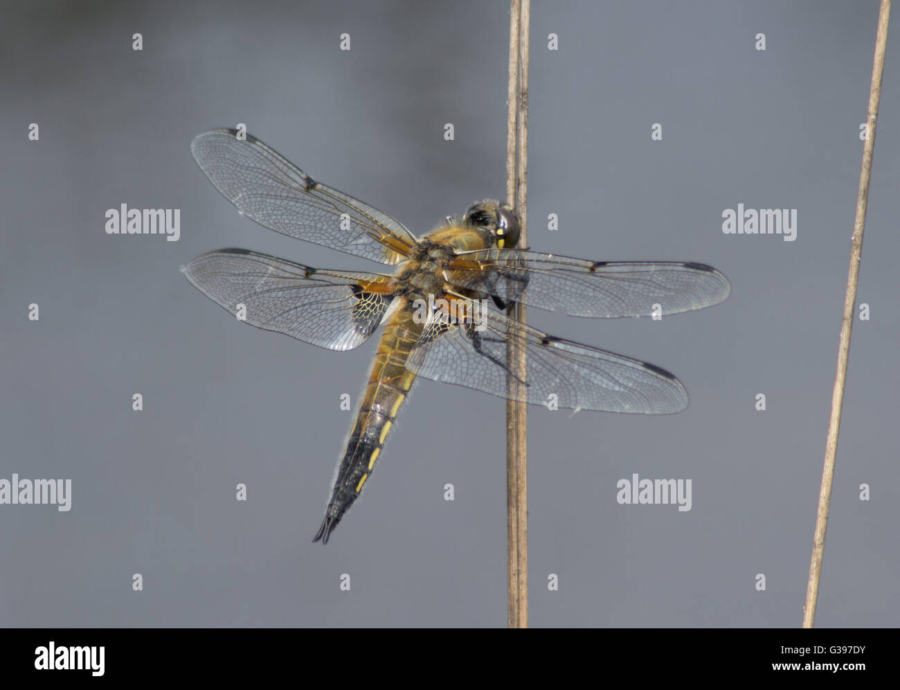 Quattro-spotted chaser dragonfly (Libellula quadrimaculata) nel Surrey, Inghilterra. Foto Stock