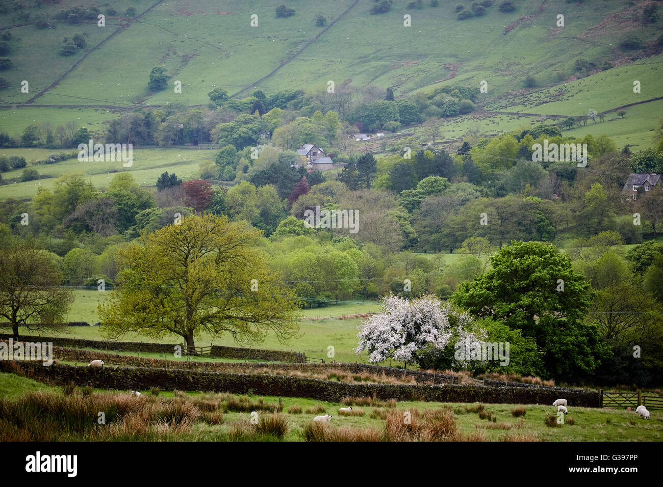 Valley Chinley Derbyshire piuttosto alberi di pietra piuttosto posh bella e pulita ordinata tra Hayfield e villaggio chinley High Peak, D Foto Stock