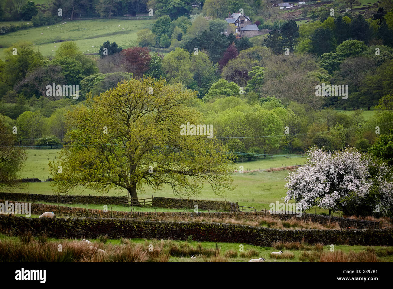 Valley Chinley Derbyshire alberi in fiore abbastanza posh bella e pulita ordinata tra Hayfield e villaggio chinley High Peak, Derbysh Foto Stock