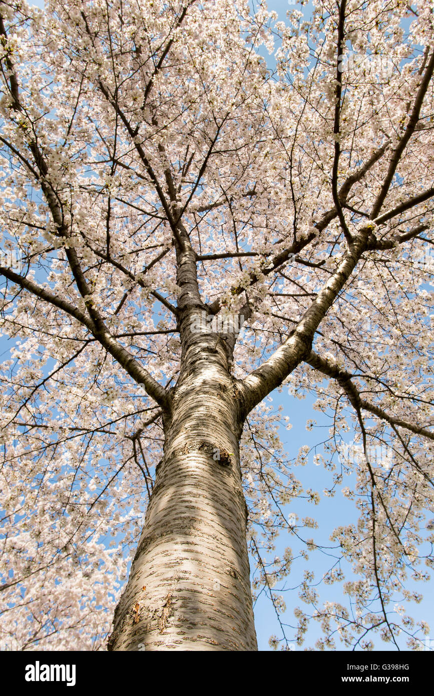 Fiori di Ciliegio su un albero durante il National Cherry Blossom Festival, nel Parco Potomac, Washington DC. Foto Stock