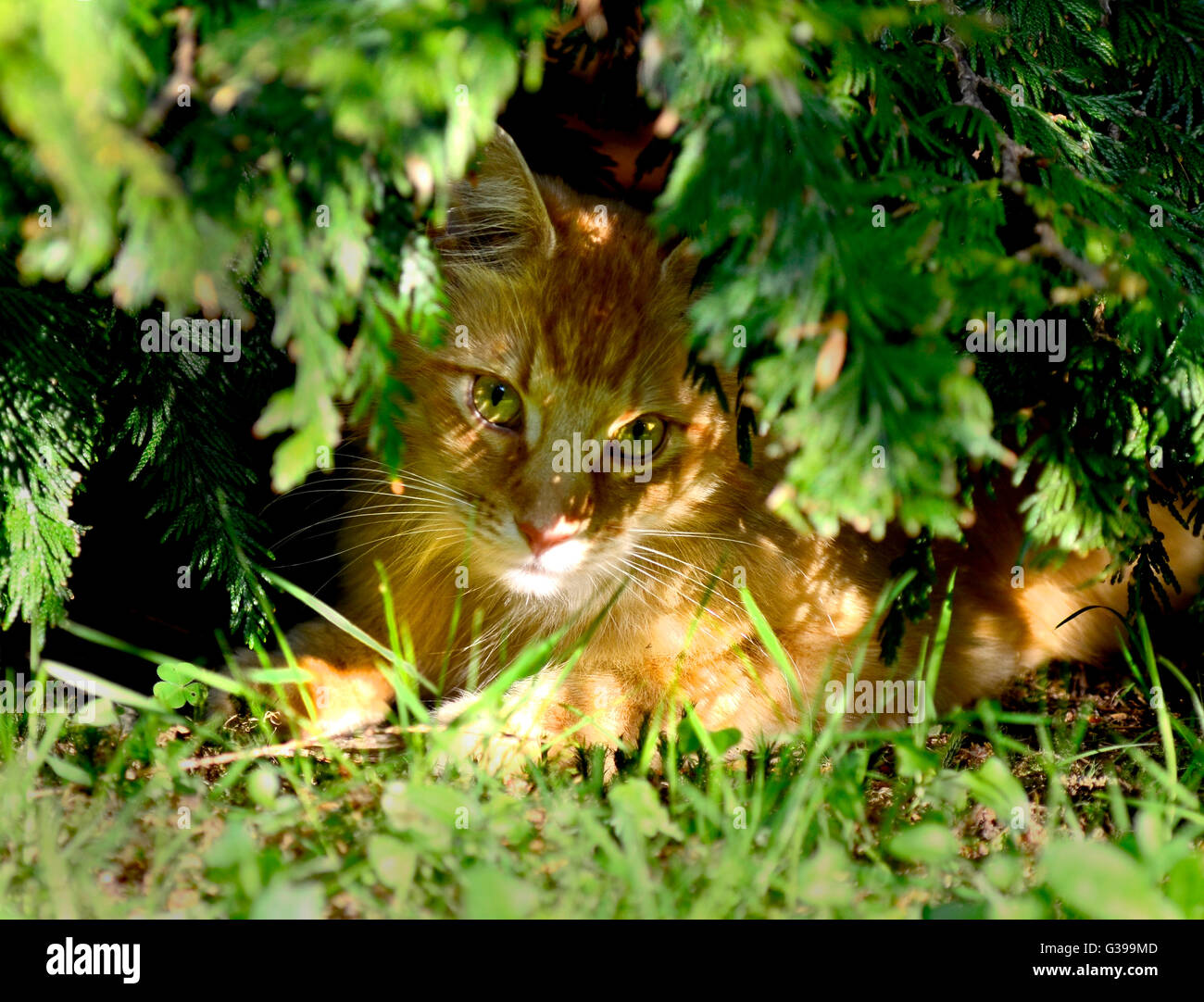 Giovani maine coon nell'ombra Foto Stock